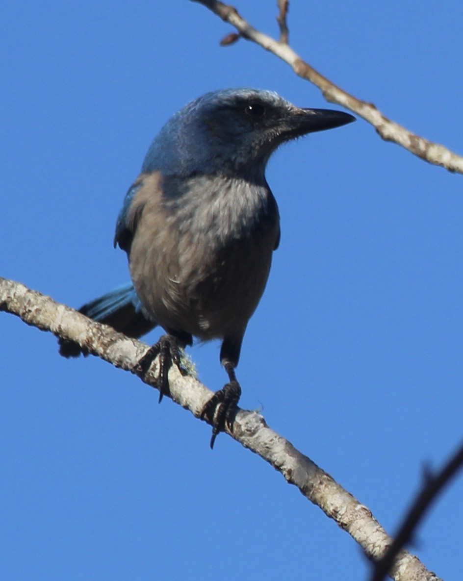 Florida Scrub-Jay - ML536562071