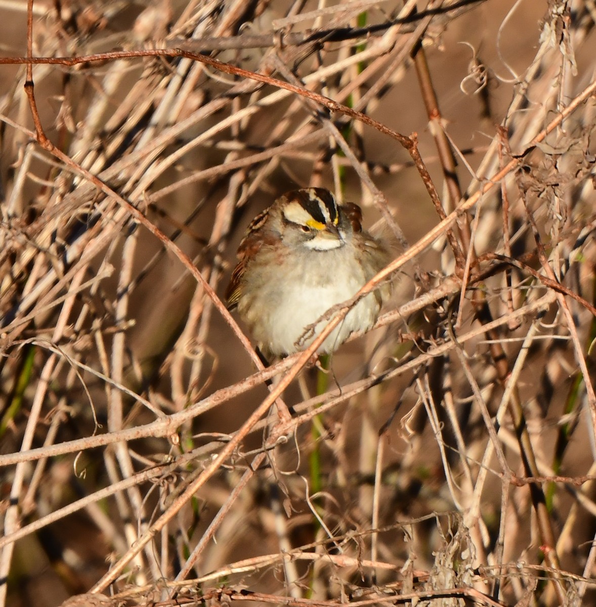 White-throated Sparrow - ML536562271