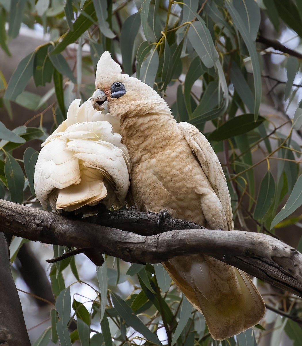 Little Corella - ML536562291