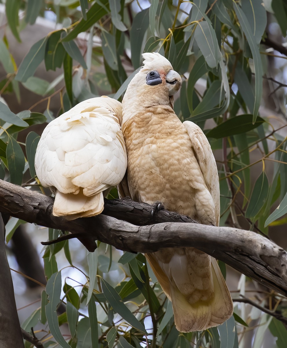 Little Corella - ML536562341