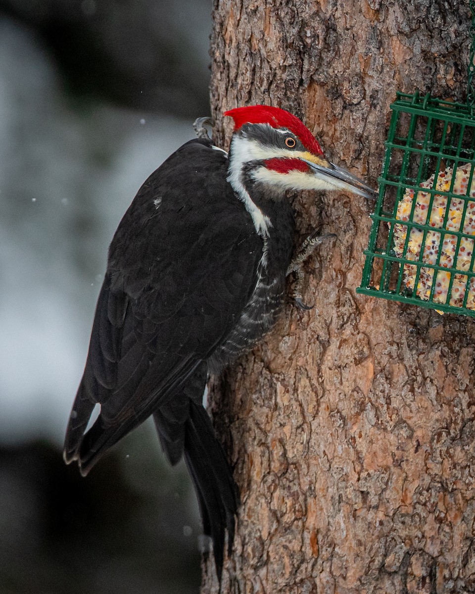 Pileated Woodpecker - ML536562481