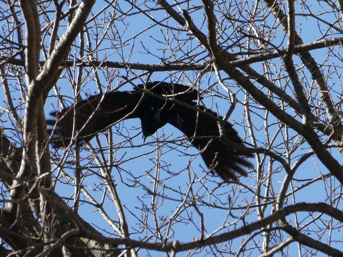 Common Raven - ML536563041