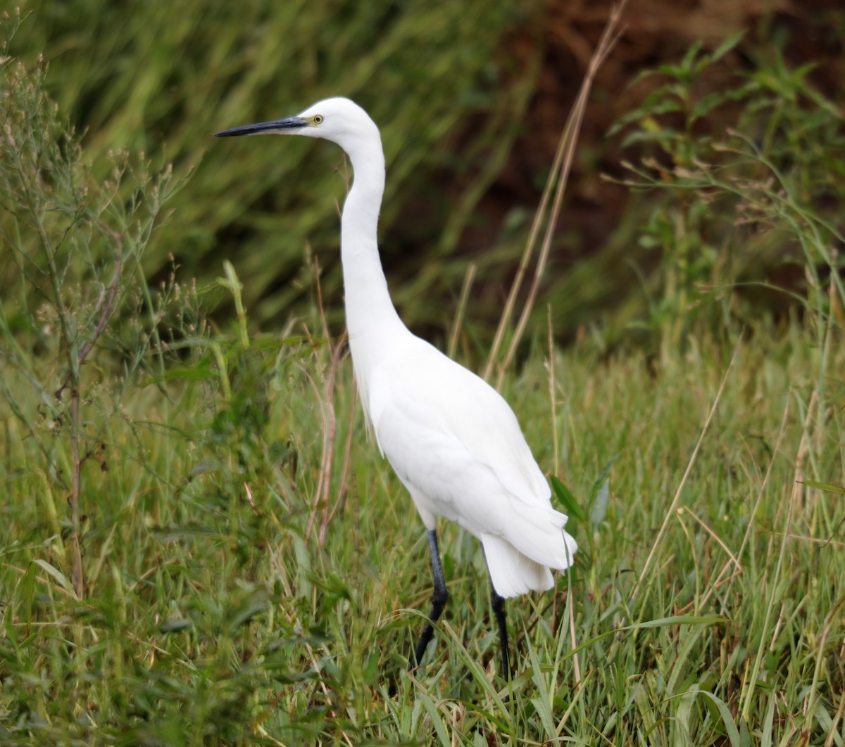 Little Egret - Clint Still