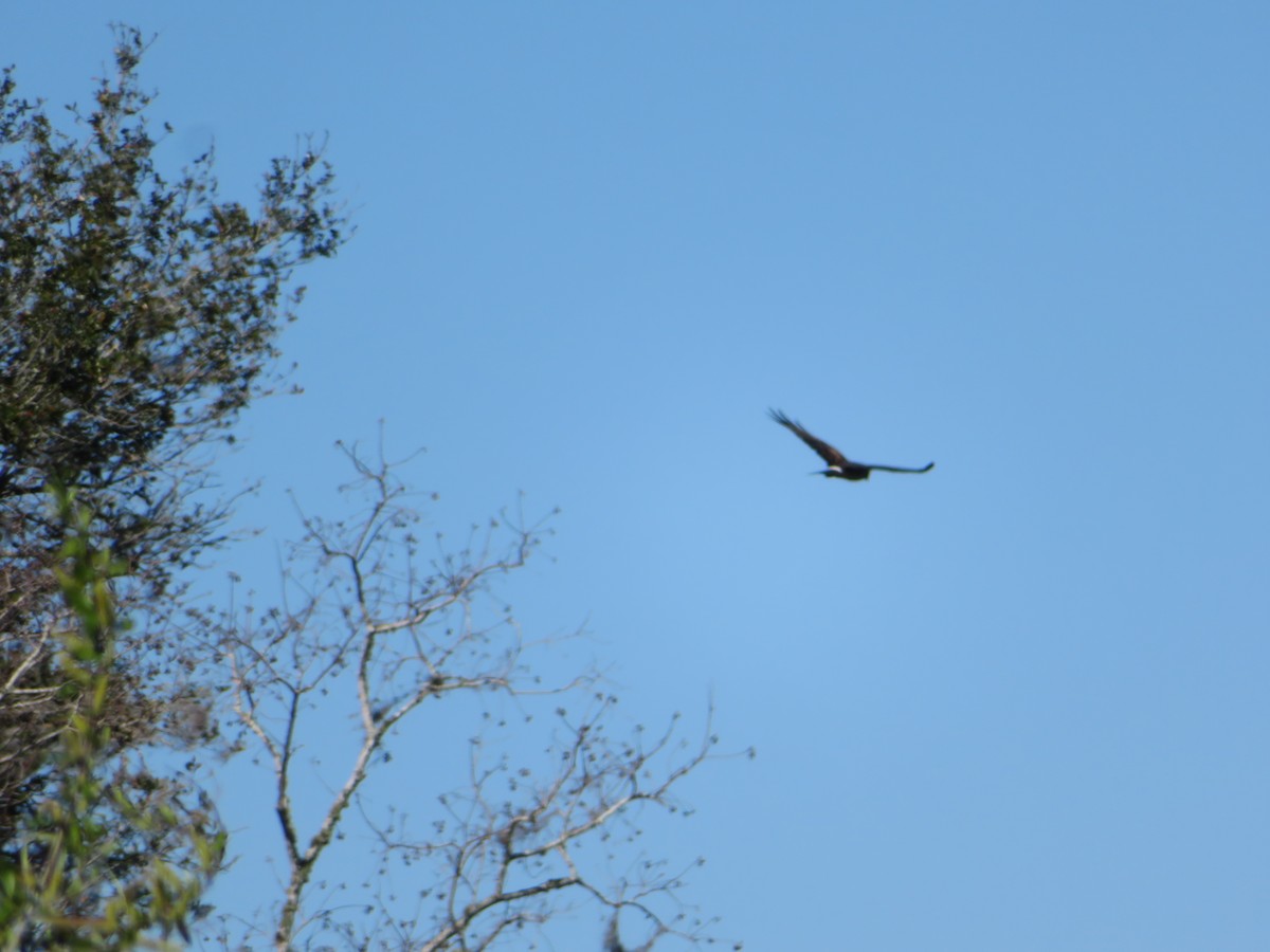 Aguilucho de Hudson - ML536564231