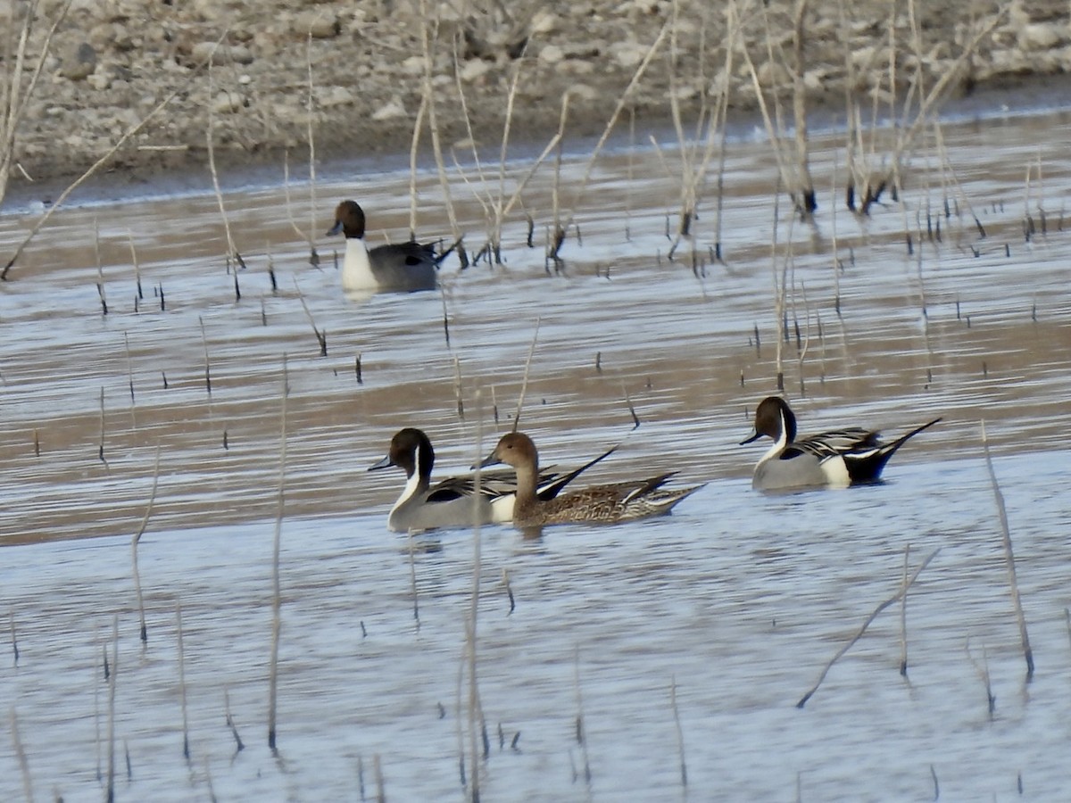 Northern Pintail - ML536564501