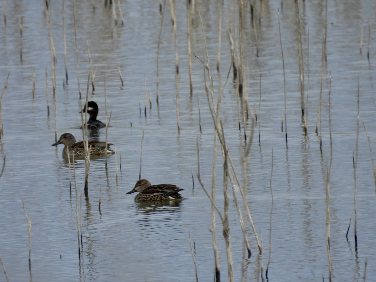 Green-winged Teal - ML536564581