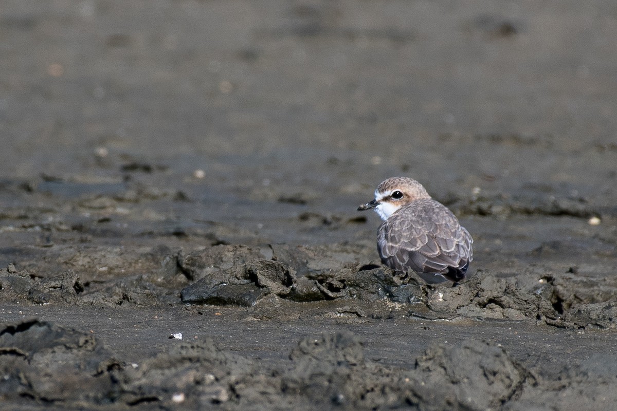 Red-capped Plover - Terence Alexander