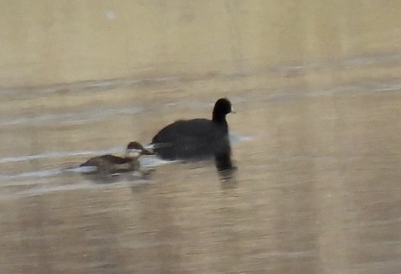 Ruddy Duck - ML536564771