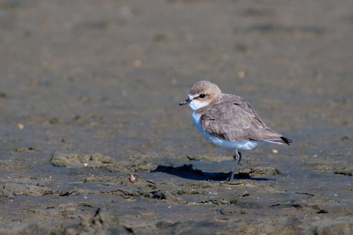 Red-capped Plover - Terence Alexander