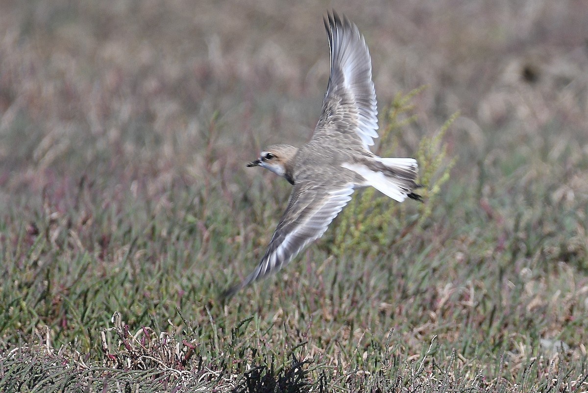 Red-capped Plover - ML53656531