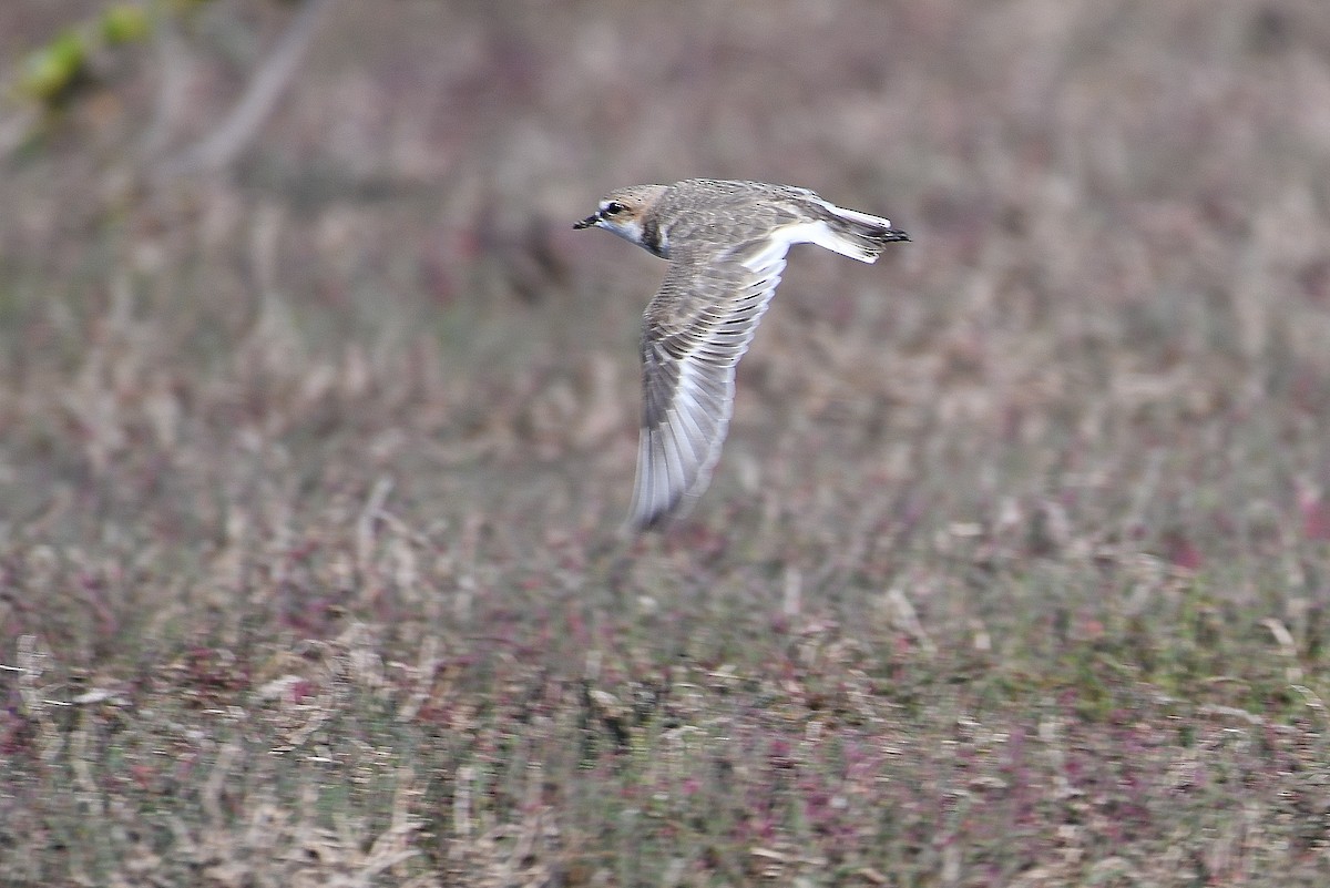 Red-capped Plover - Terence Alexander