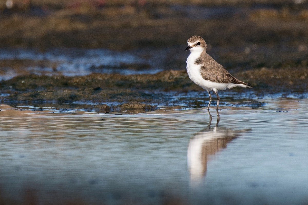 Red-capped Plover - Terence Alexander