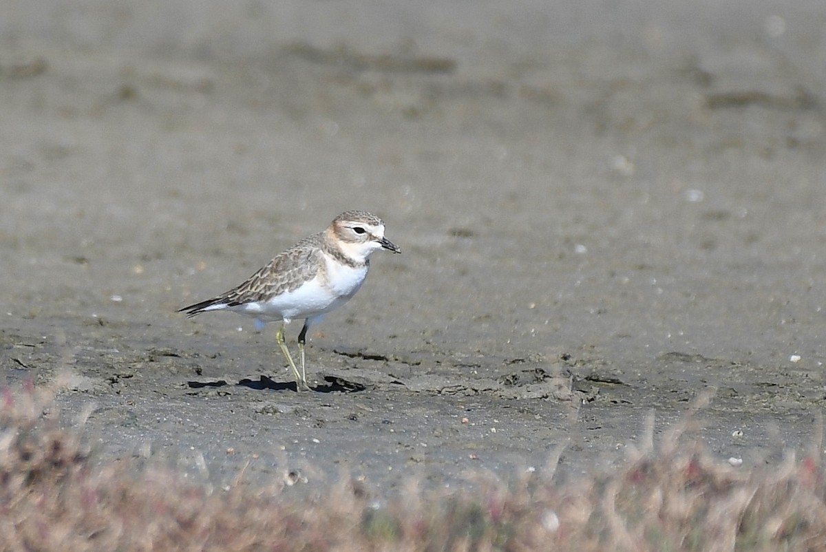 Double-banded Plover - Terence Alexander