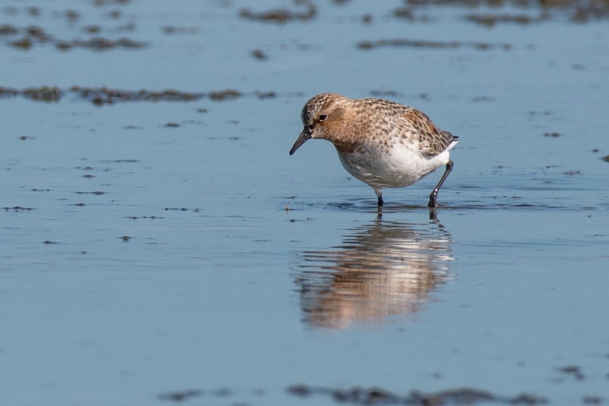 Red-necked Stint - ML53656691