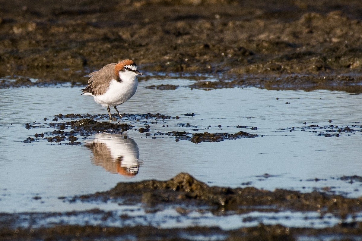 Red-capped Plover - Terence Alexander