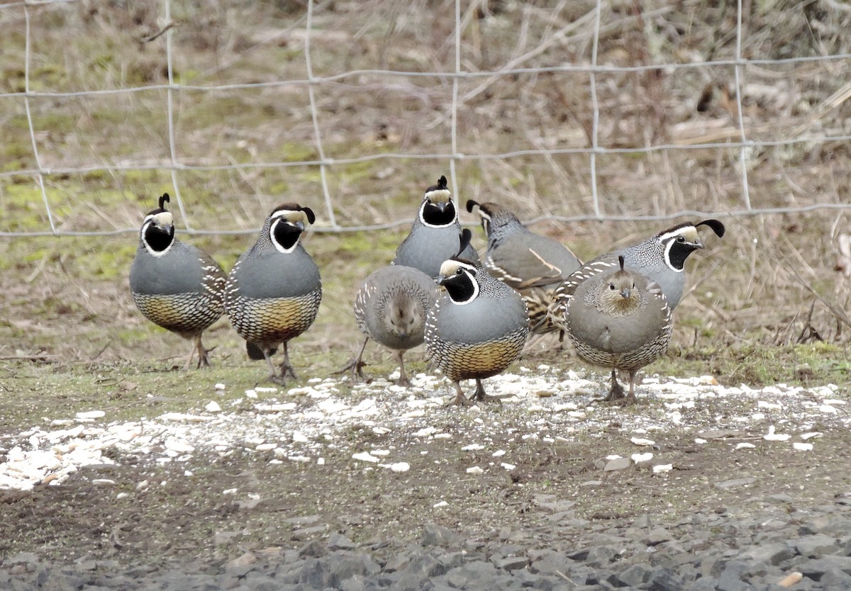 California Quail - ML536568001