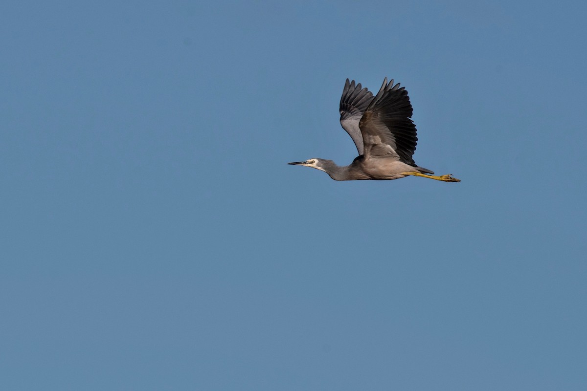 White-faced Heron - ML53656811