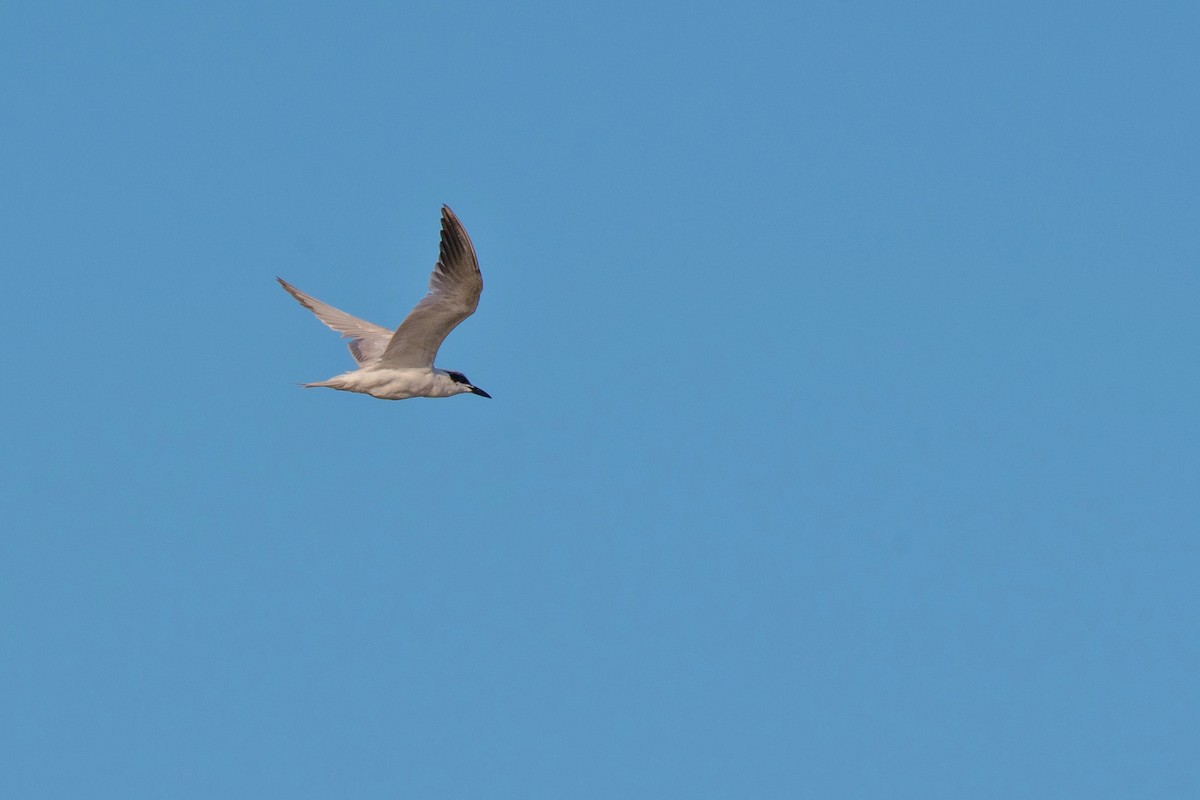 Australian Tern - Terence Alexander