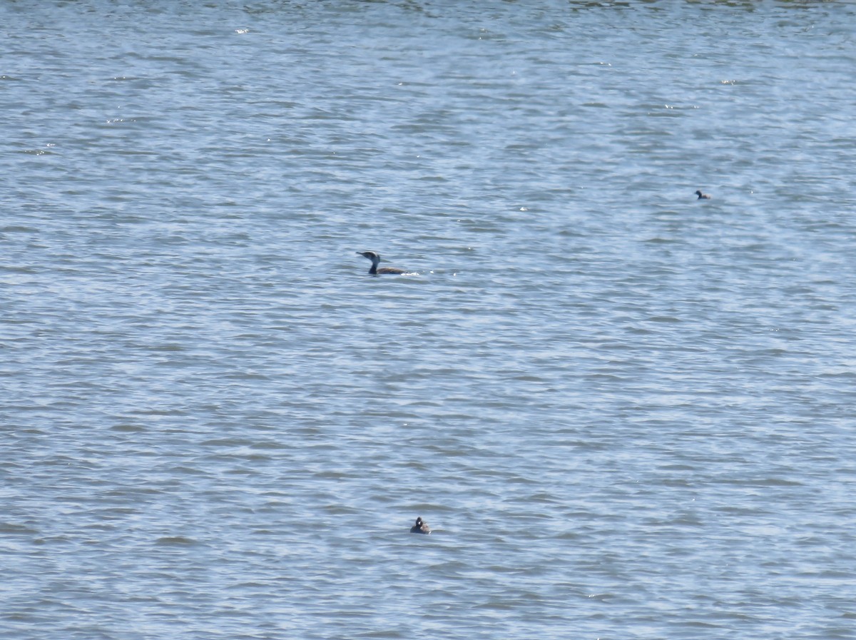 Great Crested Grebe - ML536569661