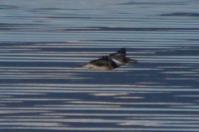 Belted Kingfisher - ML53657251