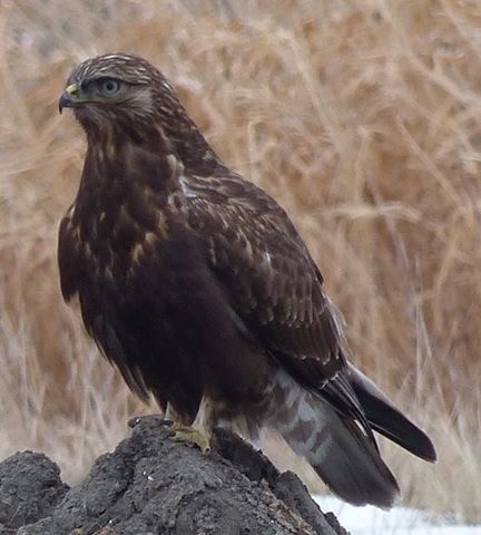 Rough-legged Hawk - ML536576081