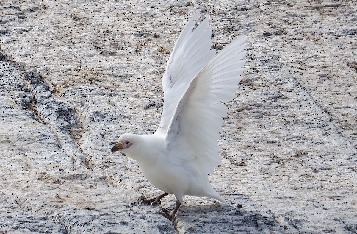 Snowy Sheathbill - James Moore (Maryland)