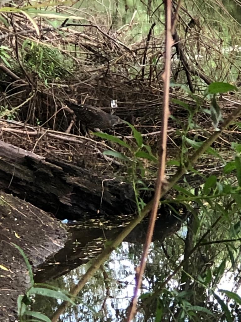 Black-crowned Night Heron - ML536576651