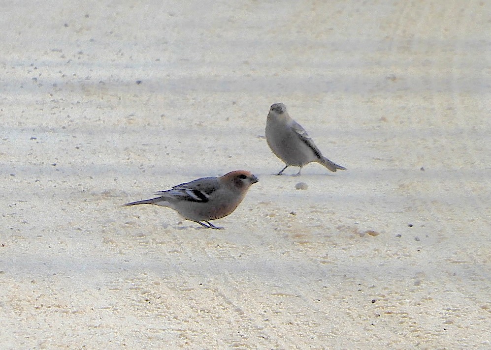 Pine Grosbeak - ML536576721