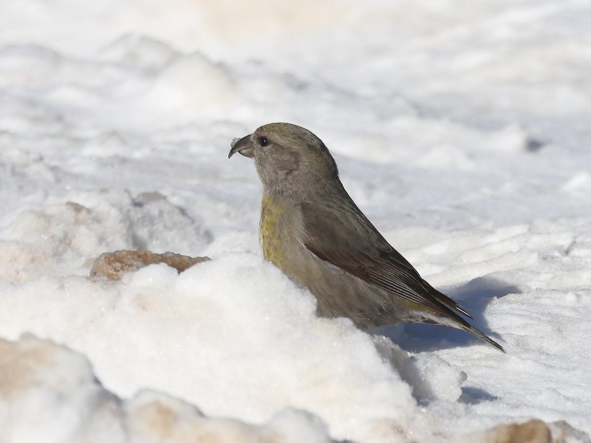 Red Crossbill - ML536576931