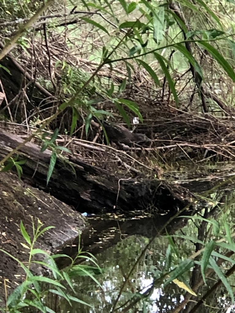 Black-crowned Night Heron - ML536576951