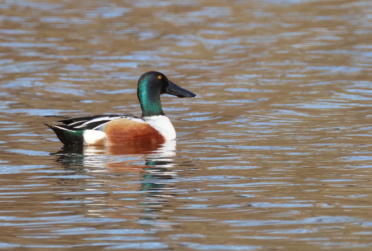 Northern Shoveler - ML536578741