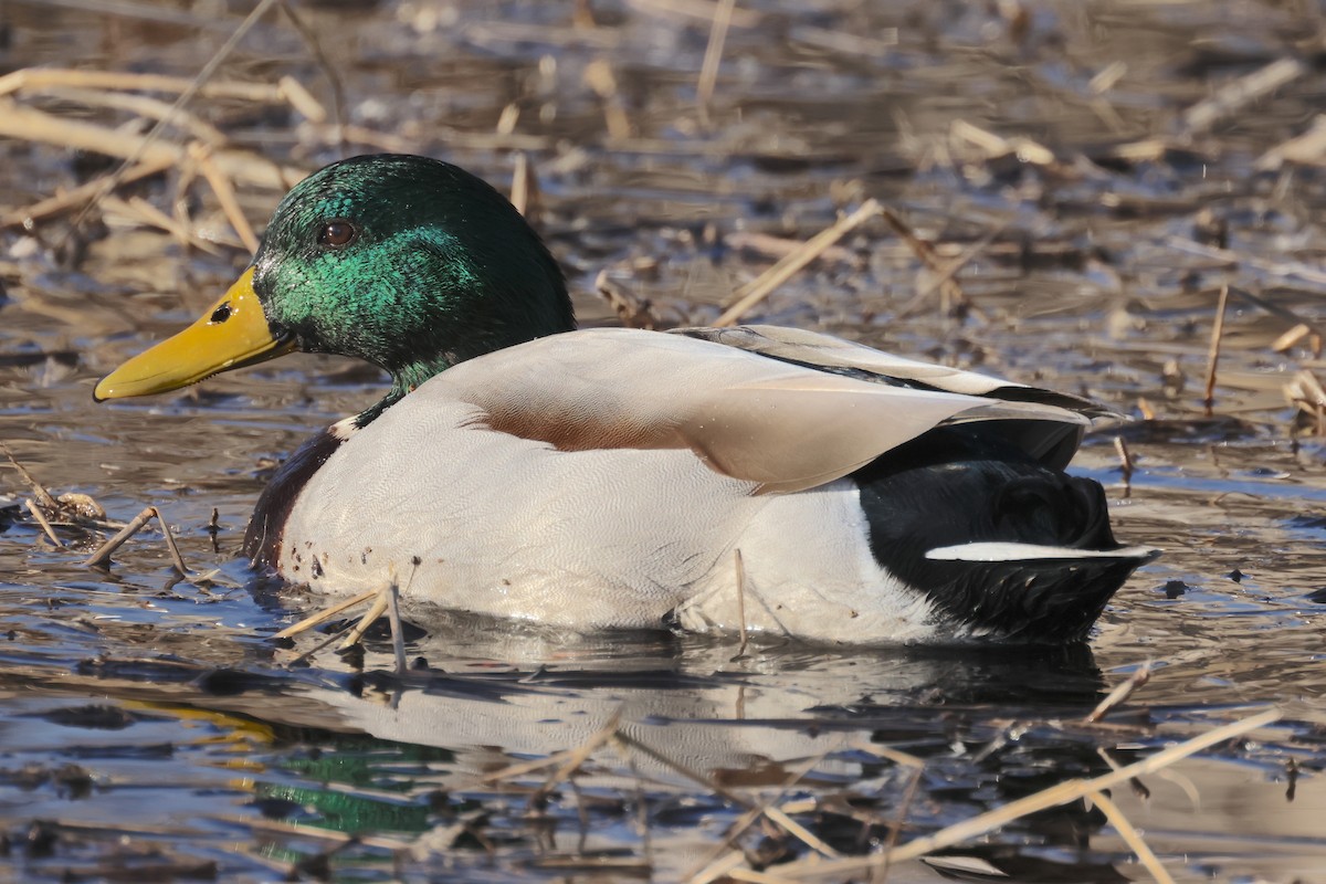 Mallard - ML536578801