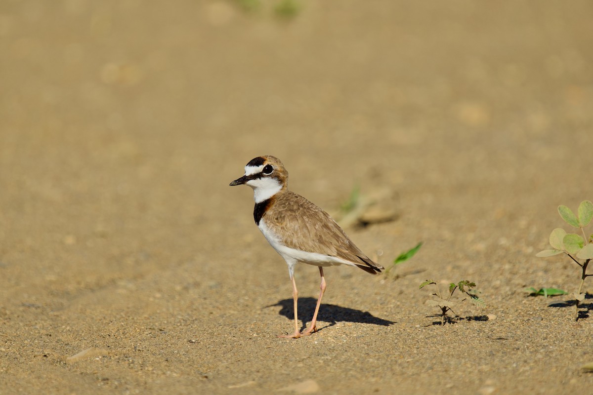 Collared Plover - Anonymous