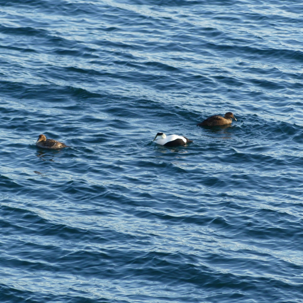 Common Eider - ML536580511