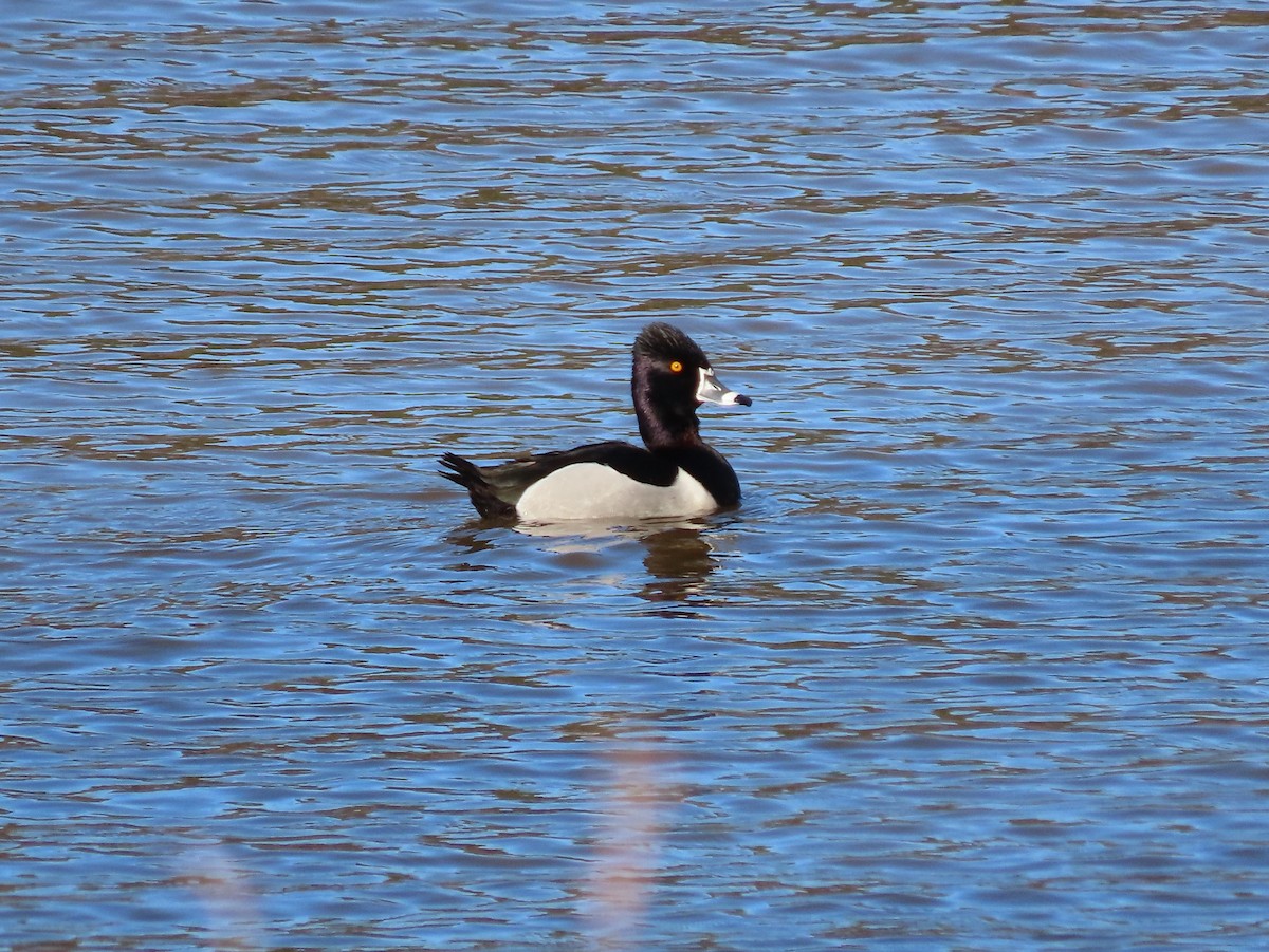 Ring-necked Duck - ML536580881