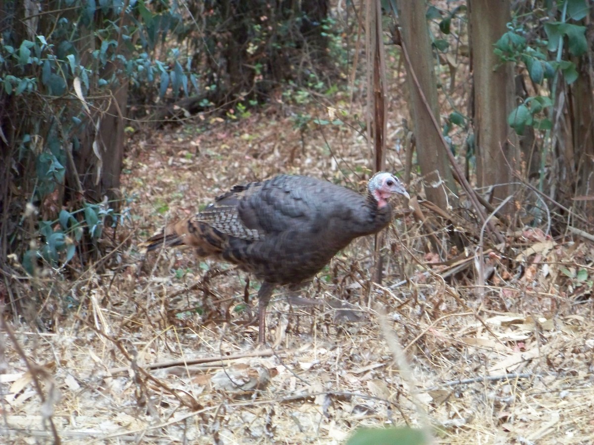 Wild Turkey - ML536580941