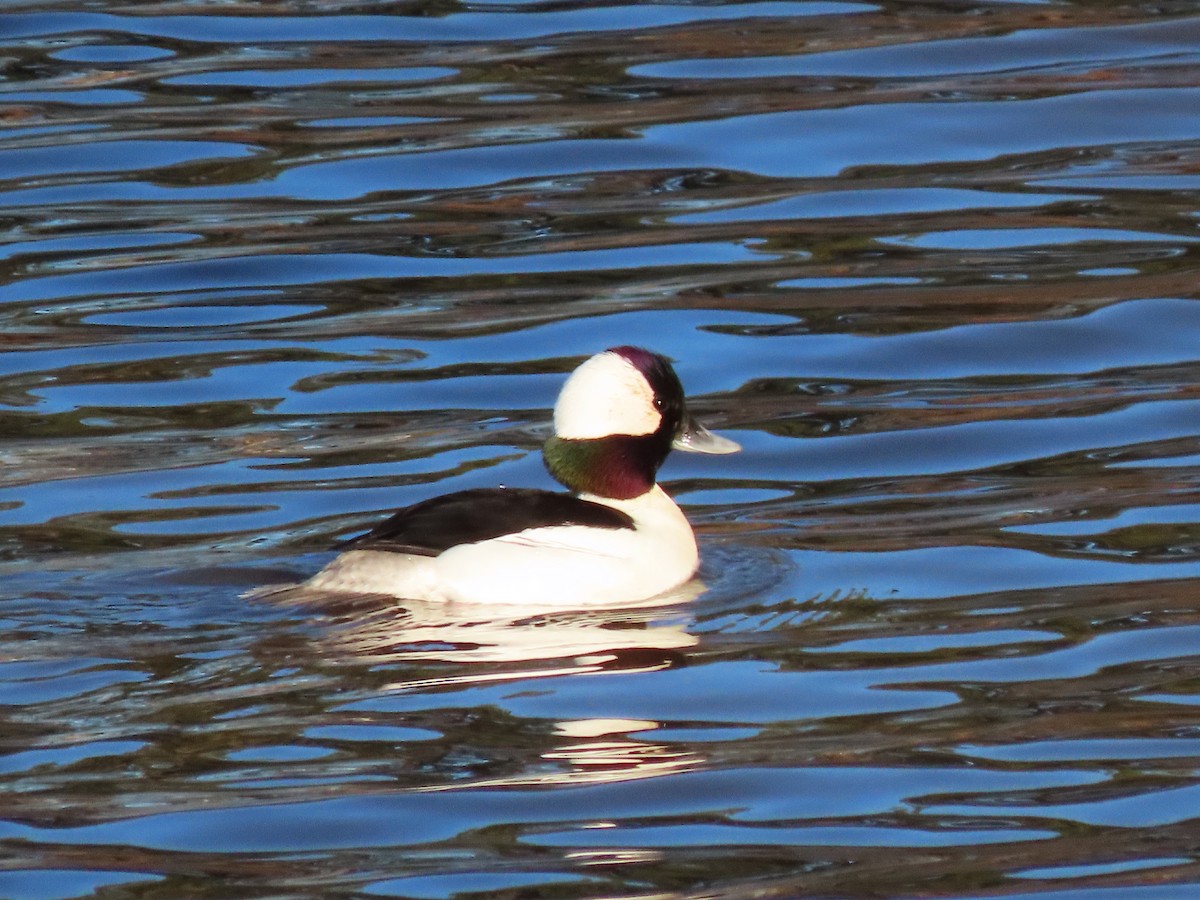 Bufflehead - ML536580981