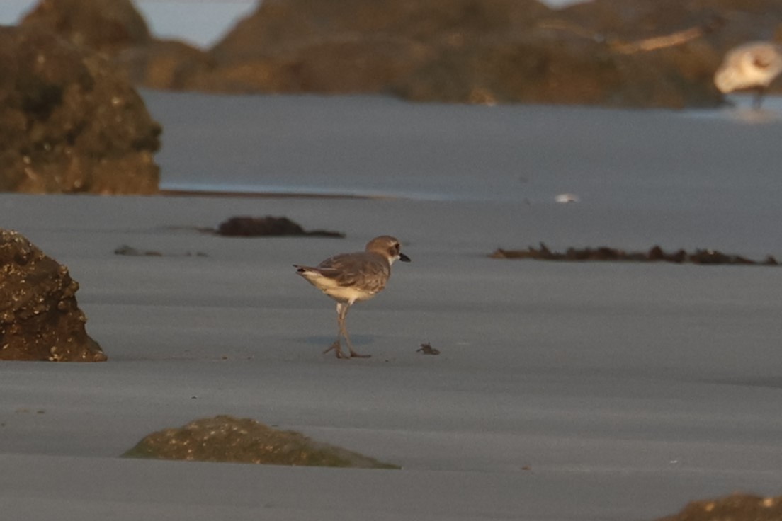 Greater Sand-Plover - ML536581001