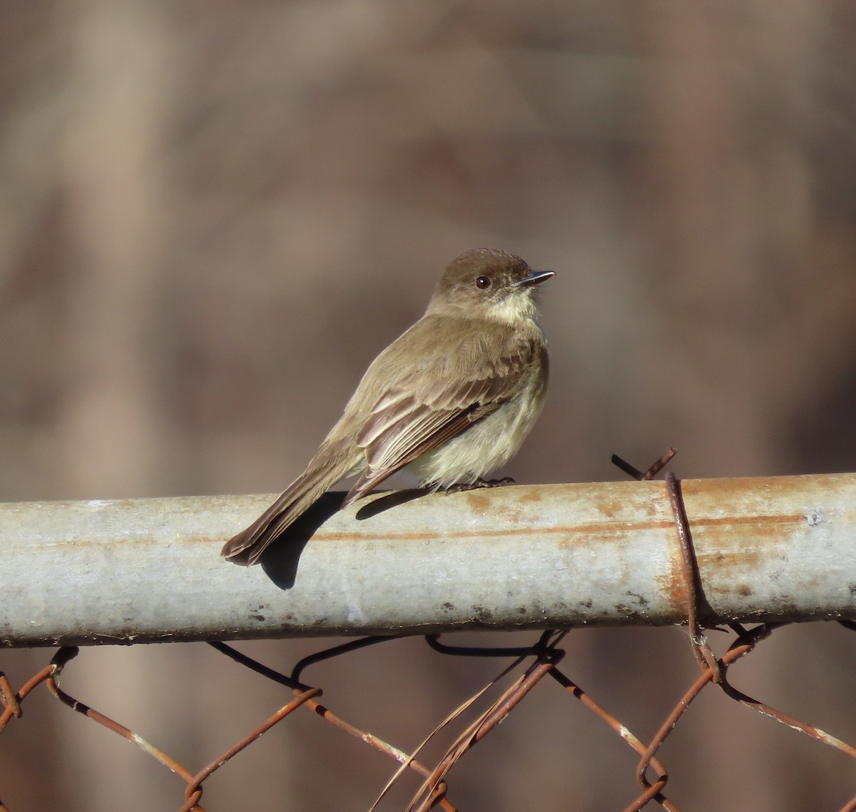 Eastern Phoebe - ML536581131