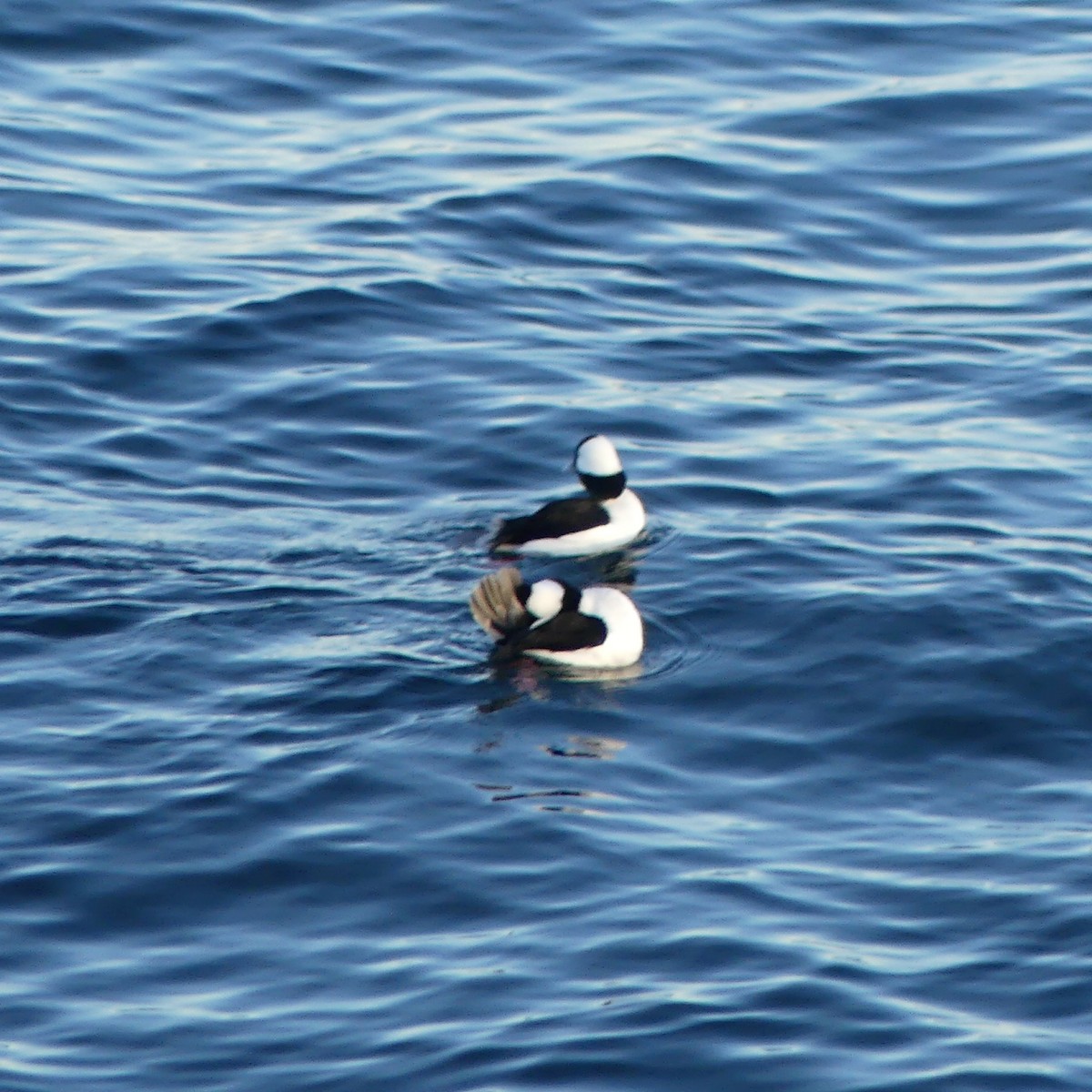 Bufflehead - ML536581281