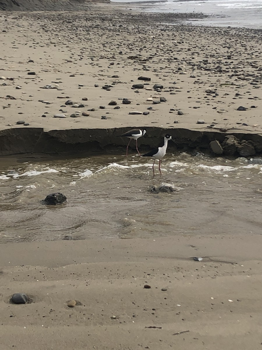 Black-necked Stilt - ML536581871