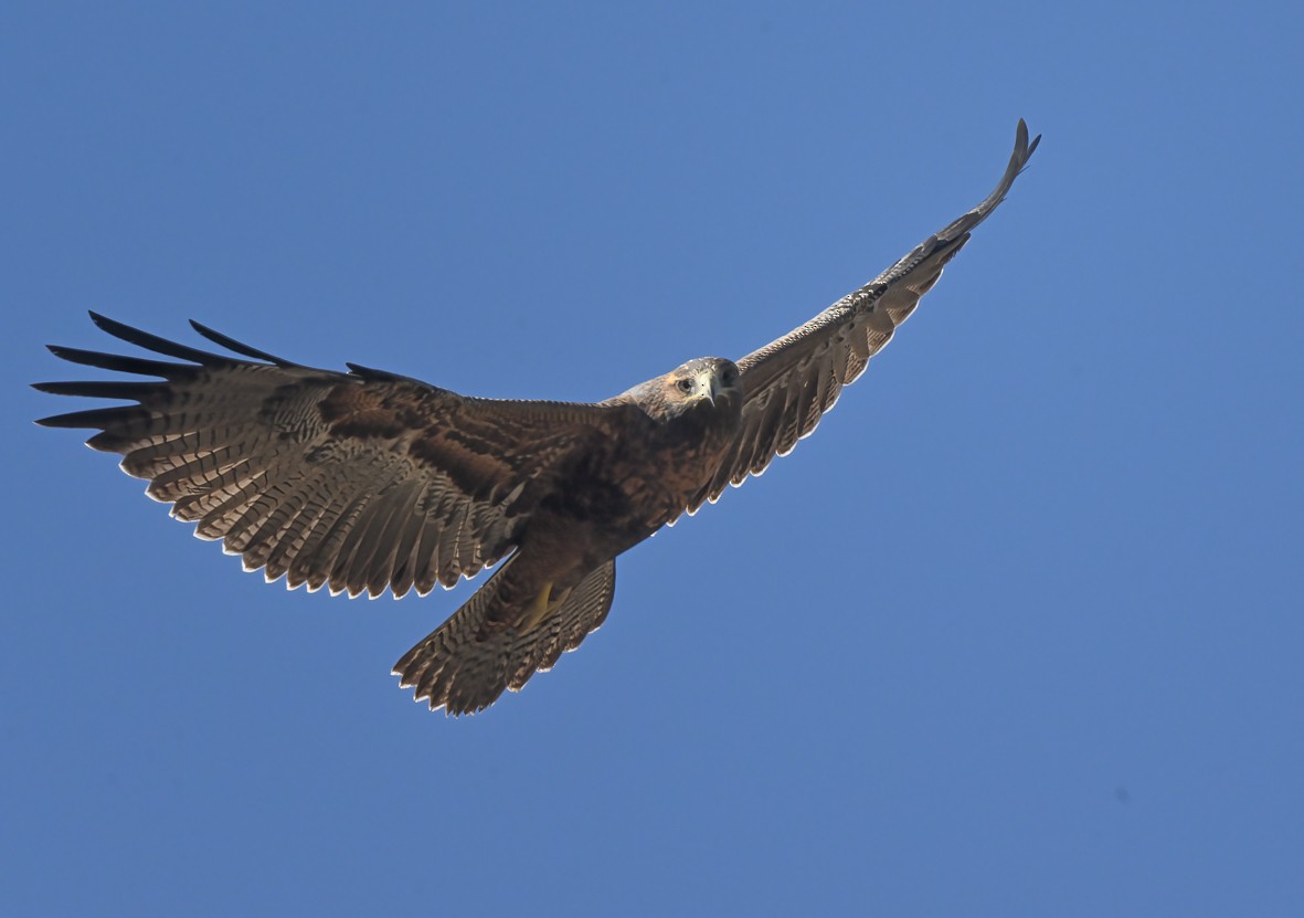 Black-chested Buzzard-Eagle - ML536581971