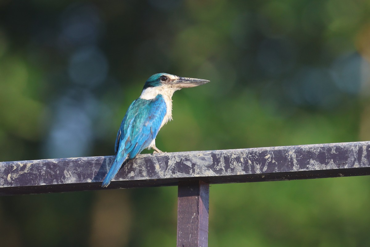 Collared Kingfisher (Oriental) - ML536582041