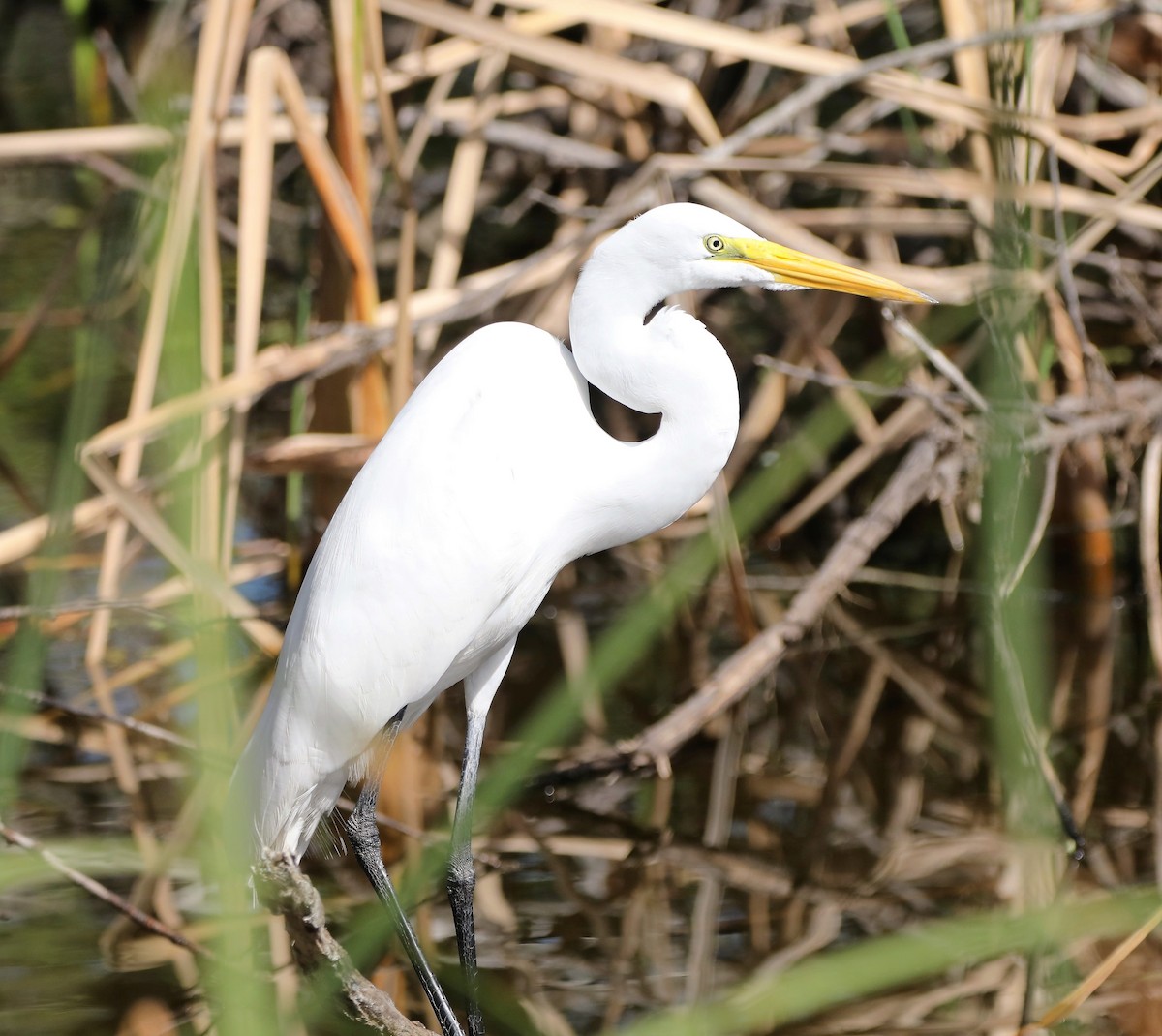 Great Egret - ML536582311