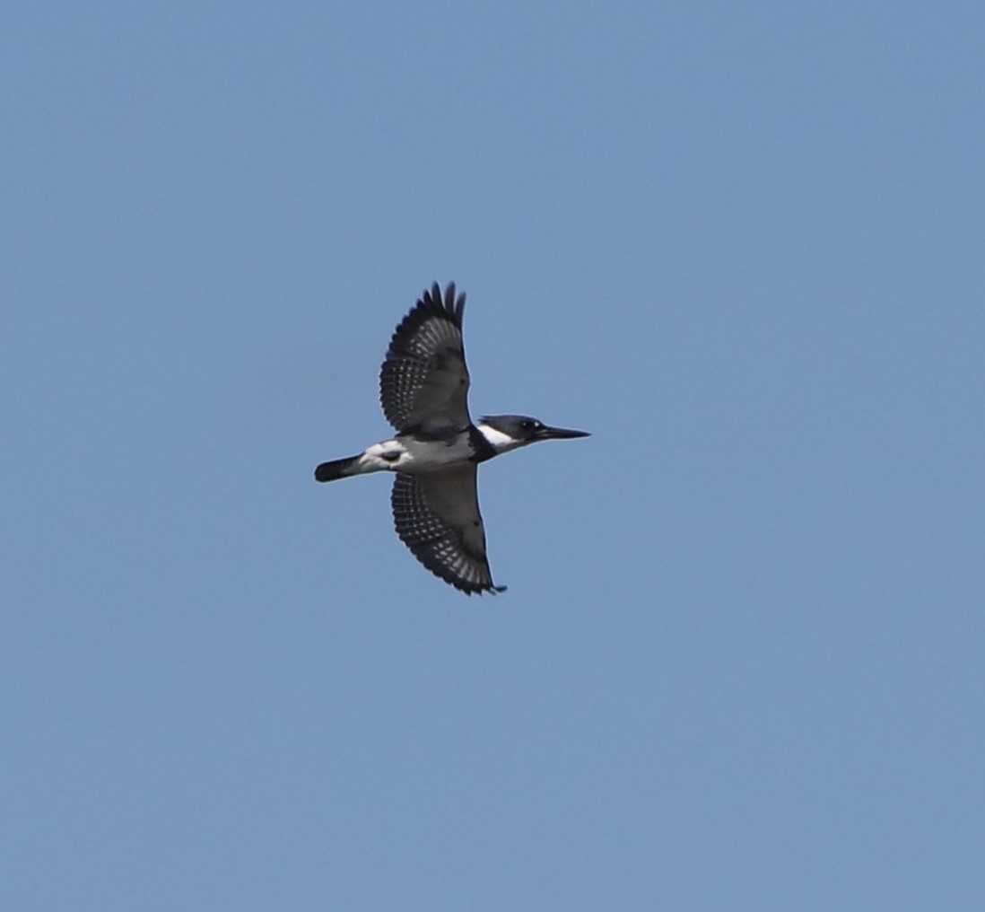 Belted Kingfisher - Glenn Blaser