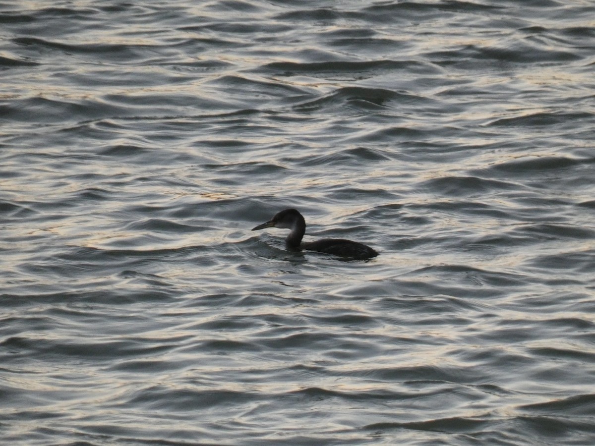Red-necked Grebe - ML536583961