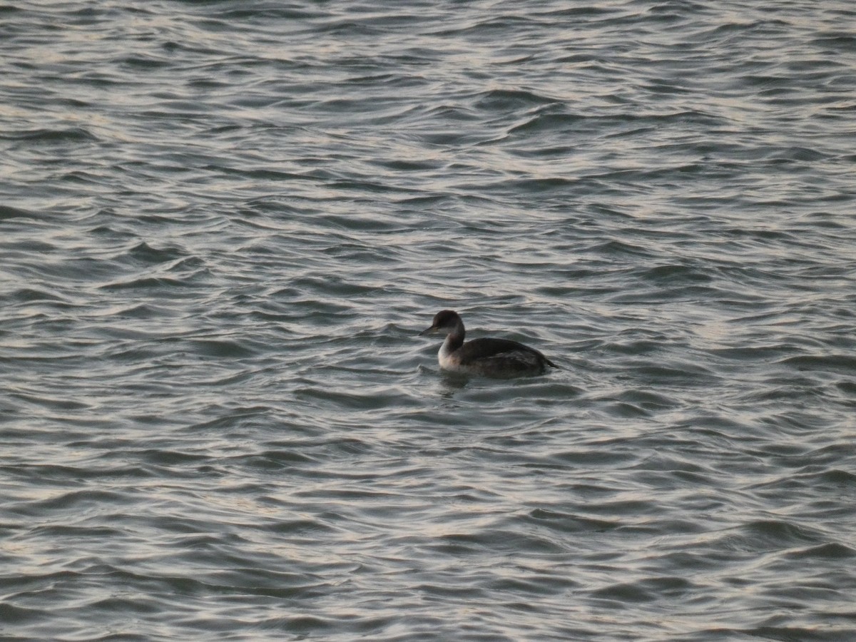 Red-necked Grebe - ML536583971