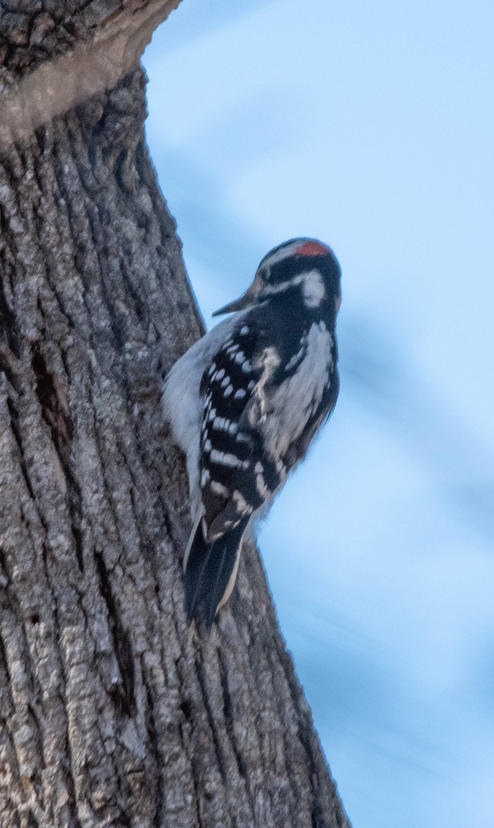 Hairy Woodpecker - ML536584461