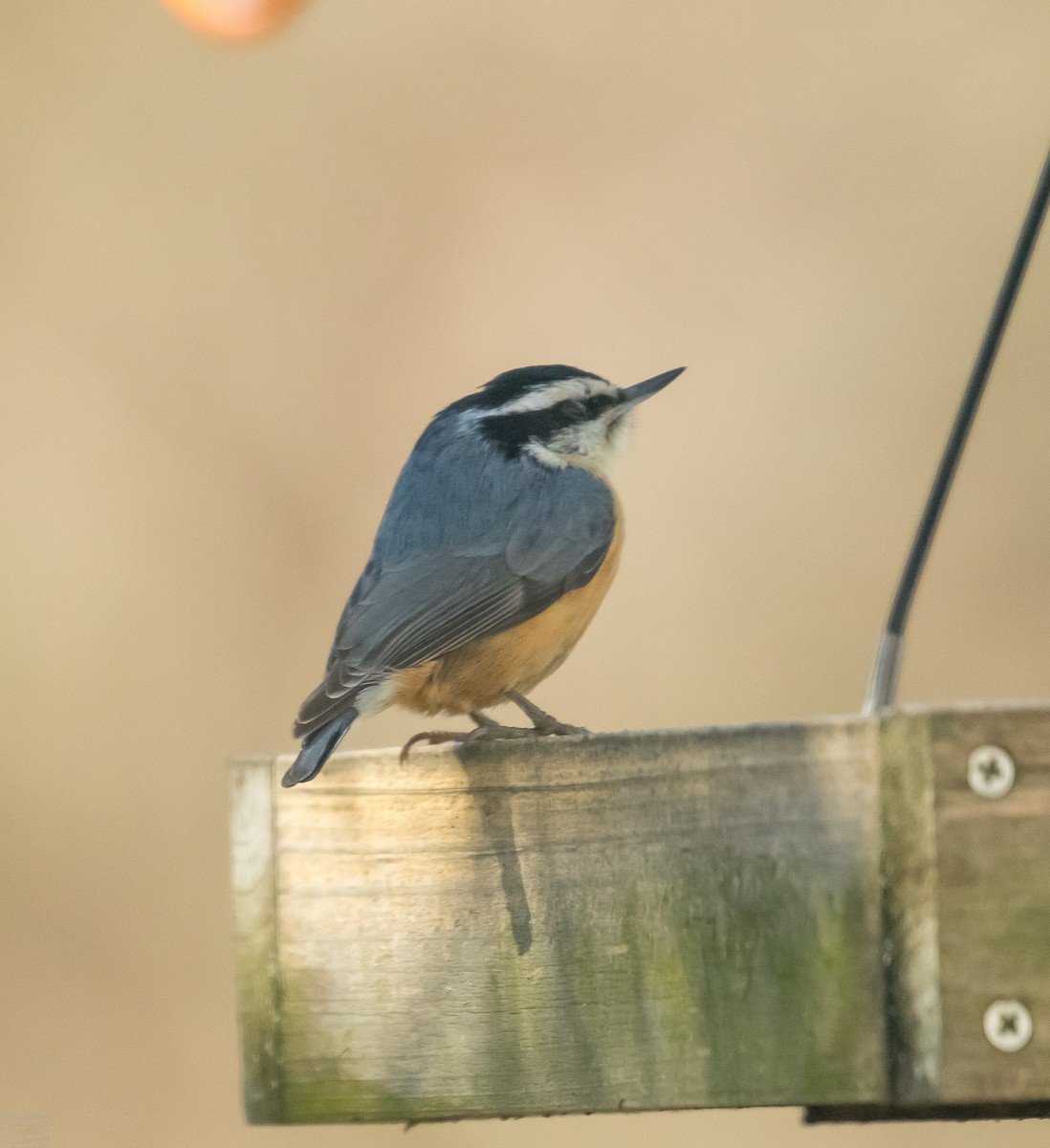 Red-breasted Nuthatch - ML536584821