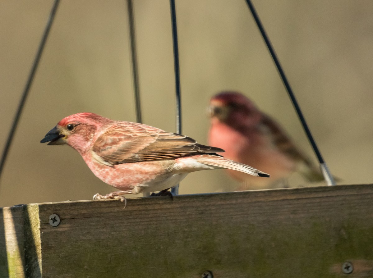 Purple Finch - ML536584851